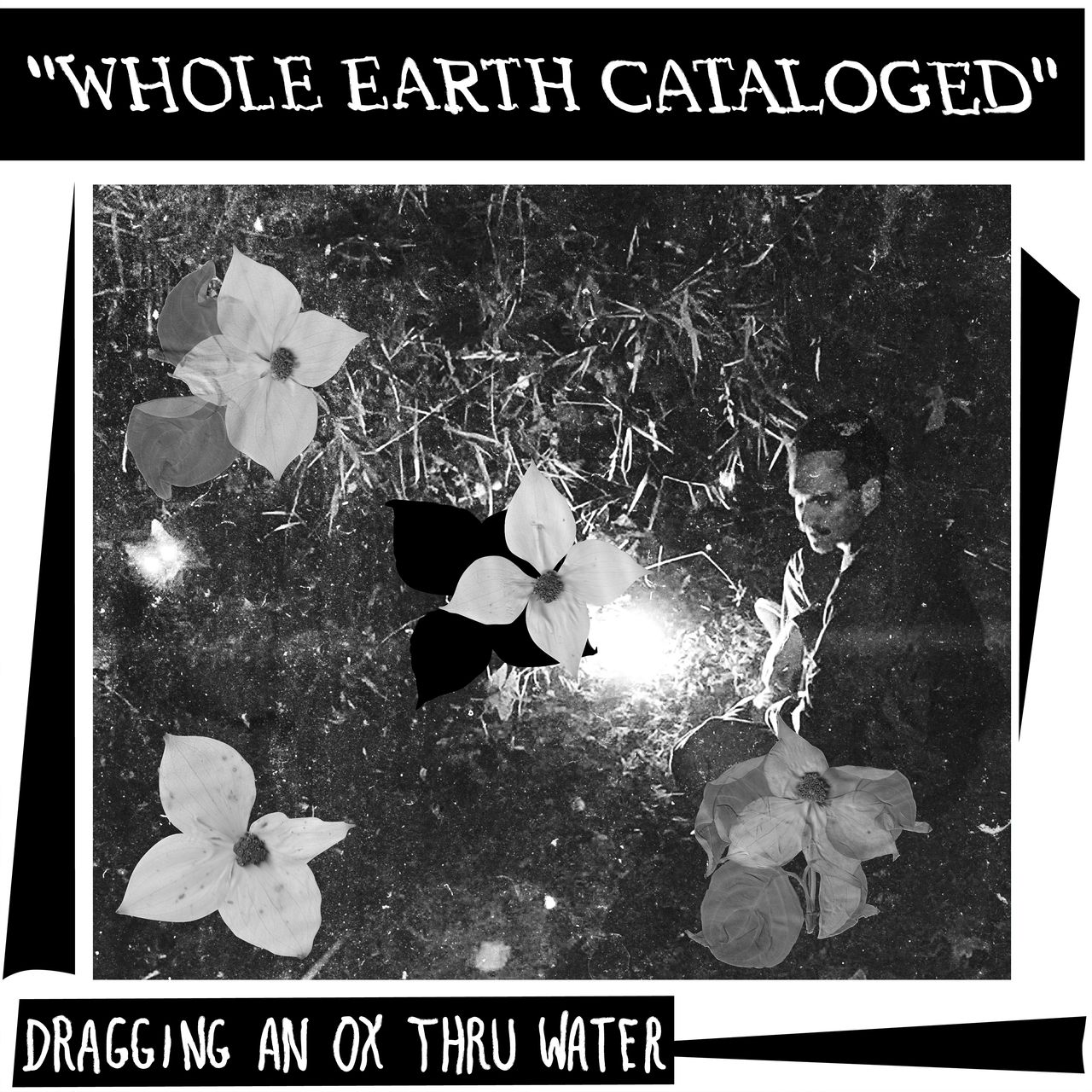 front cover of LP jacket. It reads "WHOLE EARTH CATALOGED" along the top, and in smaller text on the bottom it says "DRAGGING AN OX THRU WATER". There are some collaged black shapes on the white background, but most of the center is taken up by a black and white photo taken from above of someone sitting on some grass in the darkness next to a bright light - there is also a cat with bright reflective eyes visible toward the left. Collaged on top of the photo of are four pressed dogwood blossoms, and one of them has the black silhouette of a fifth blossom partially visible underneath it.